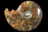 Polished, Agatized Ammonite (Cleoniceras) - Madagascar #94259-1